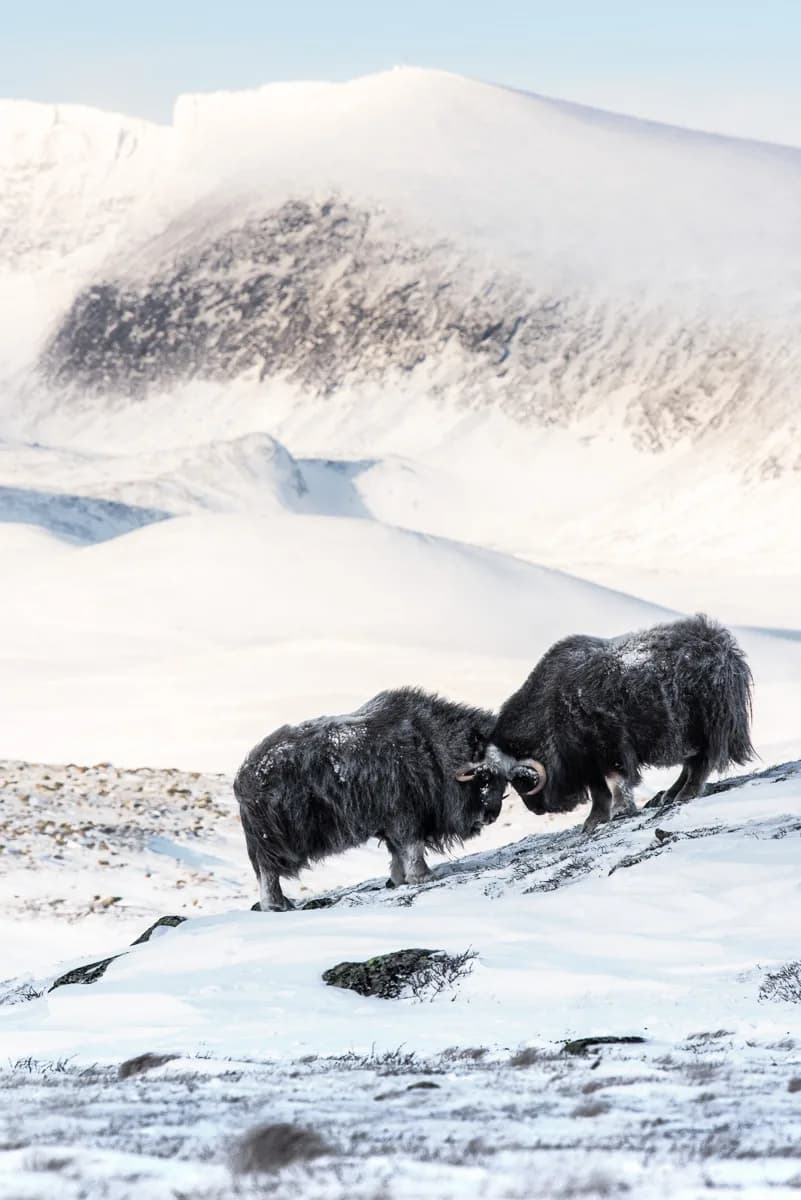 Två myskoxar vid ett snöberg