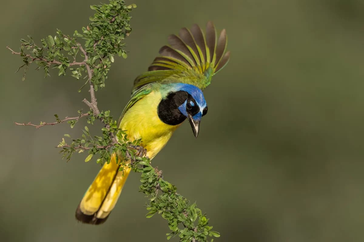 Green jay i färgstark flygdisplay i Rio Grande Valley
