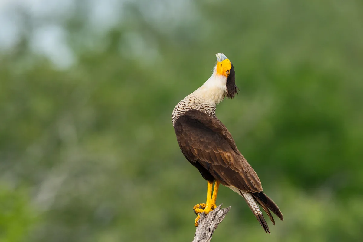 Crested caracara uppflugen i busklandskap