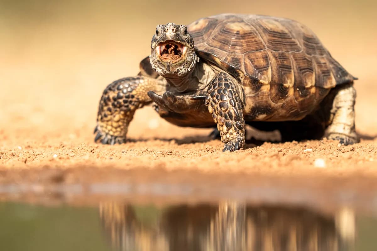Tortoise vid vattenkant i Rio Grande Valley
