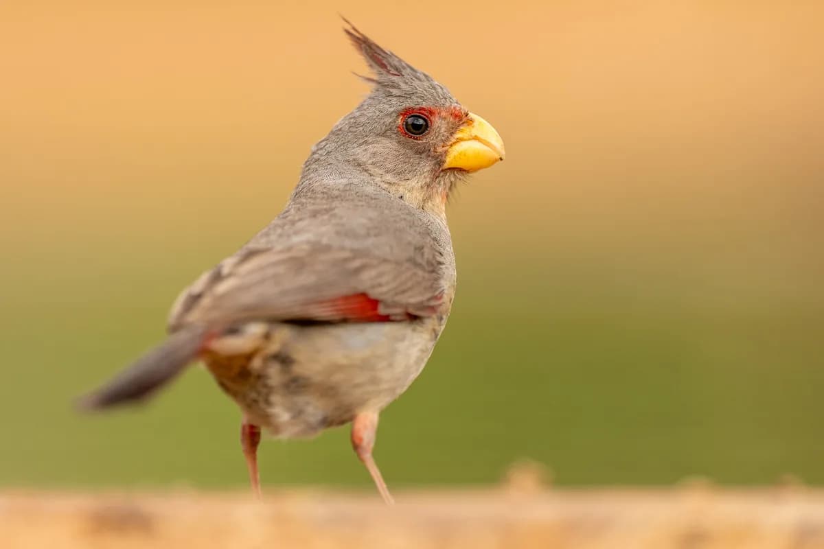 Pyrrhuloxia-porträtt i varmt kvällsljus