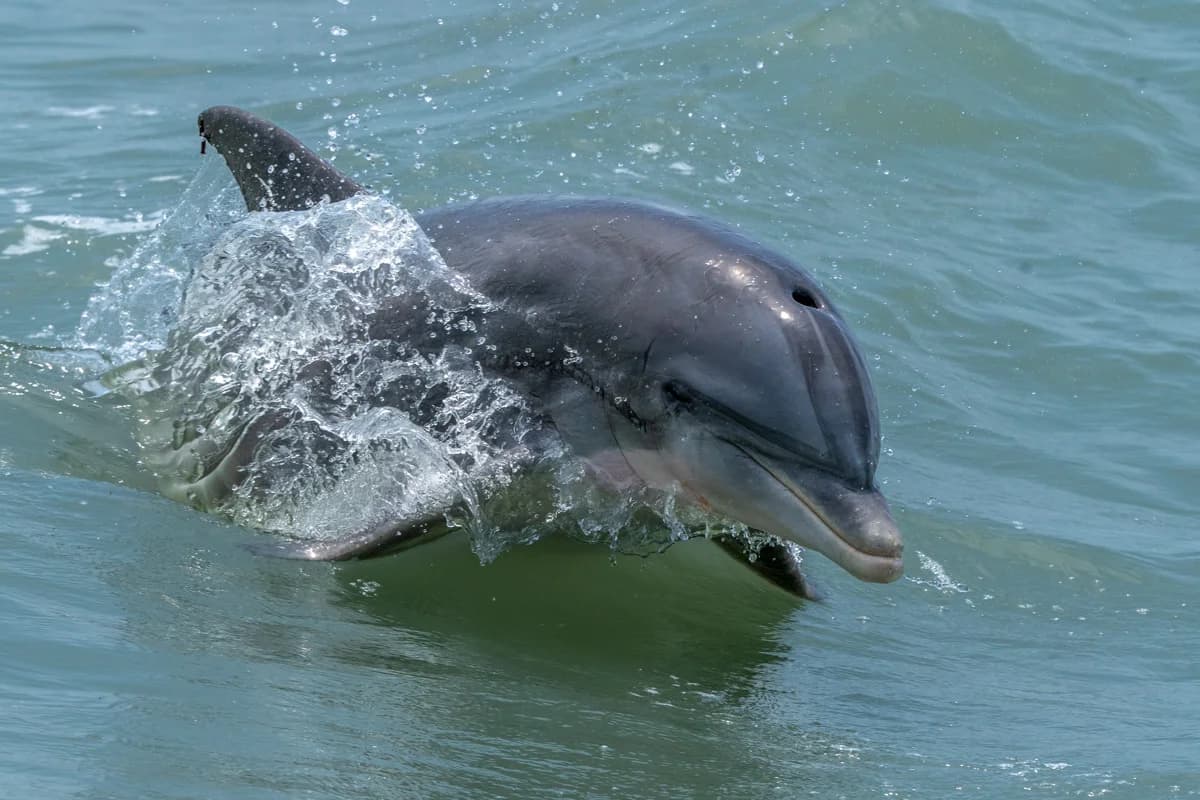 Delfin som bryter vattenytan i Rio Grande Valley