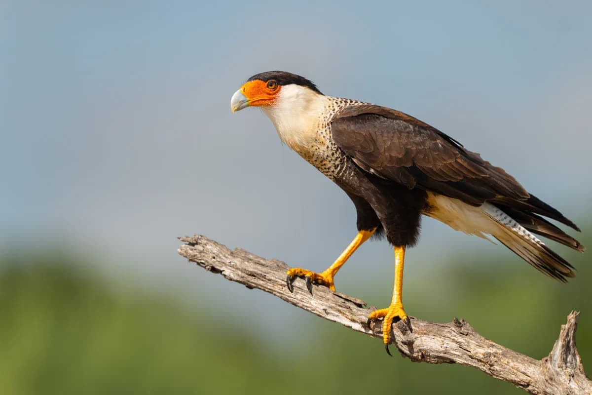 Altamira oriole på gren i grönt ljus