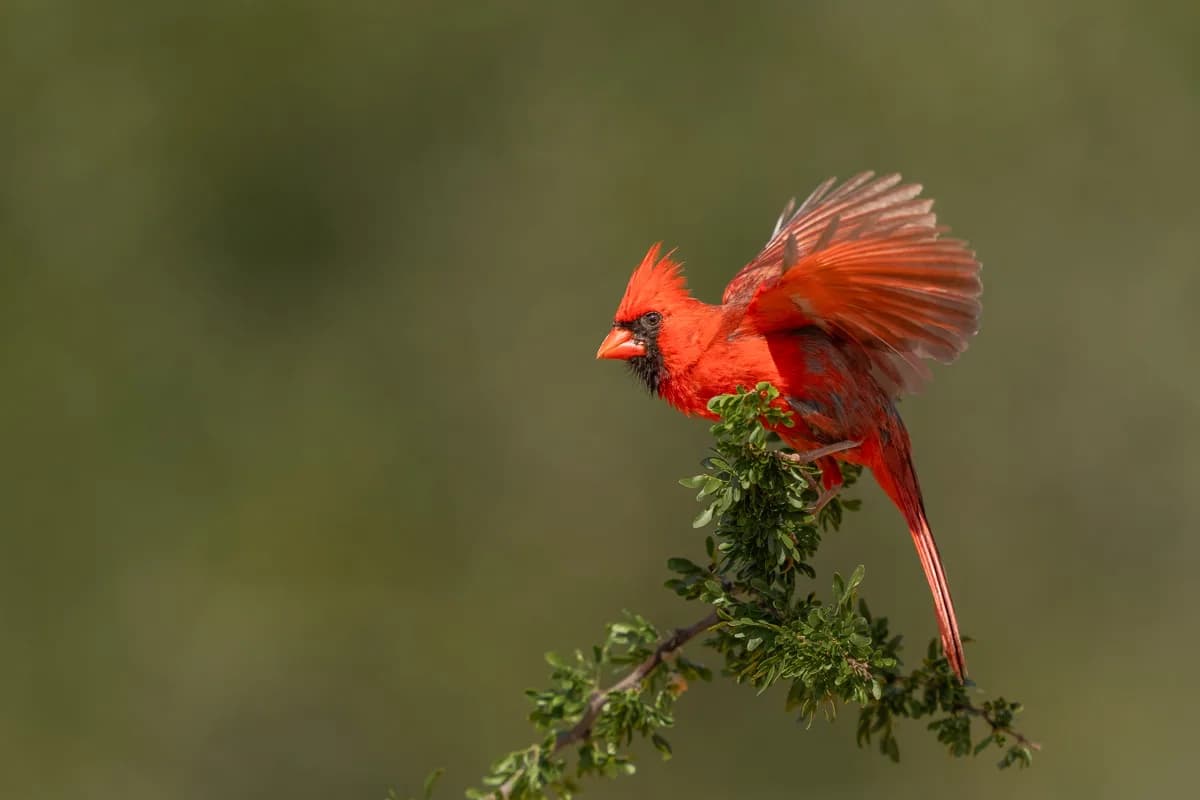 Röd cardinal i flykt med spegling i vatten