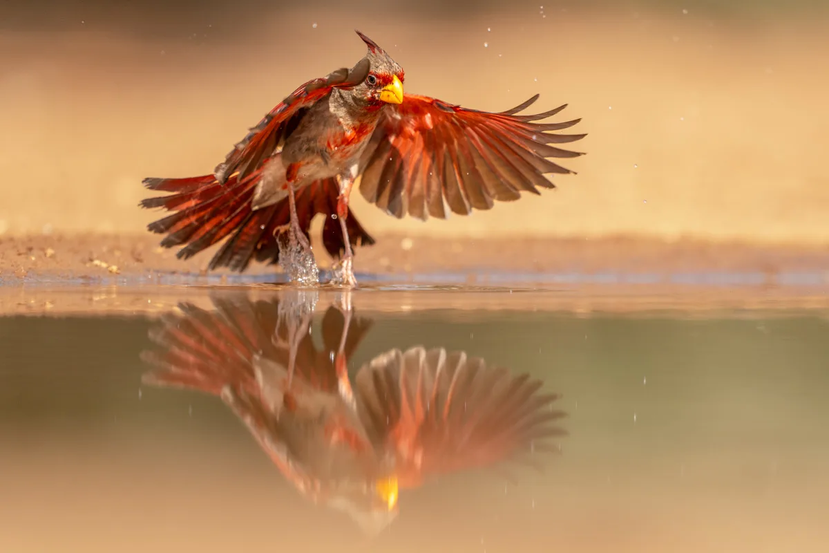 Northern cardinal i vattenytan med uppfällda vingar