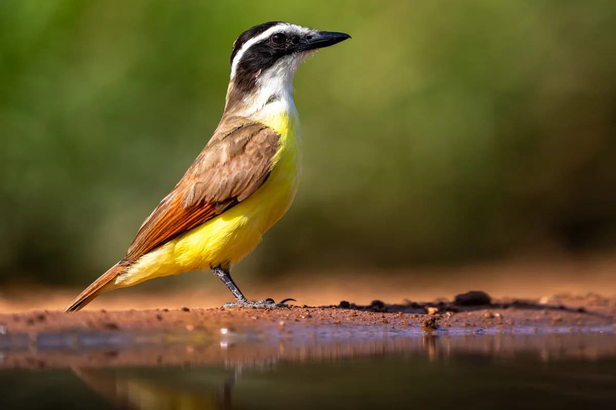 Green jay framifrån vid vattenkanten