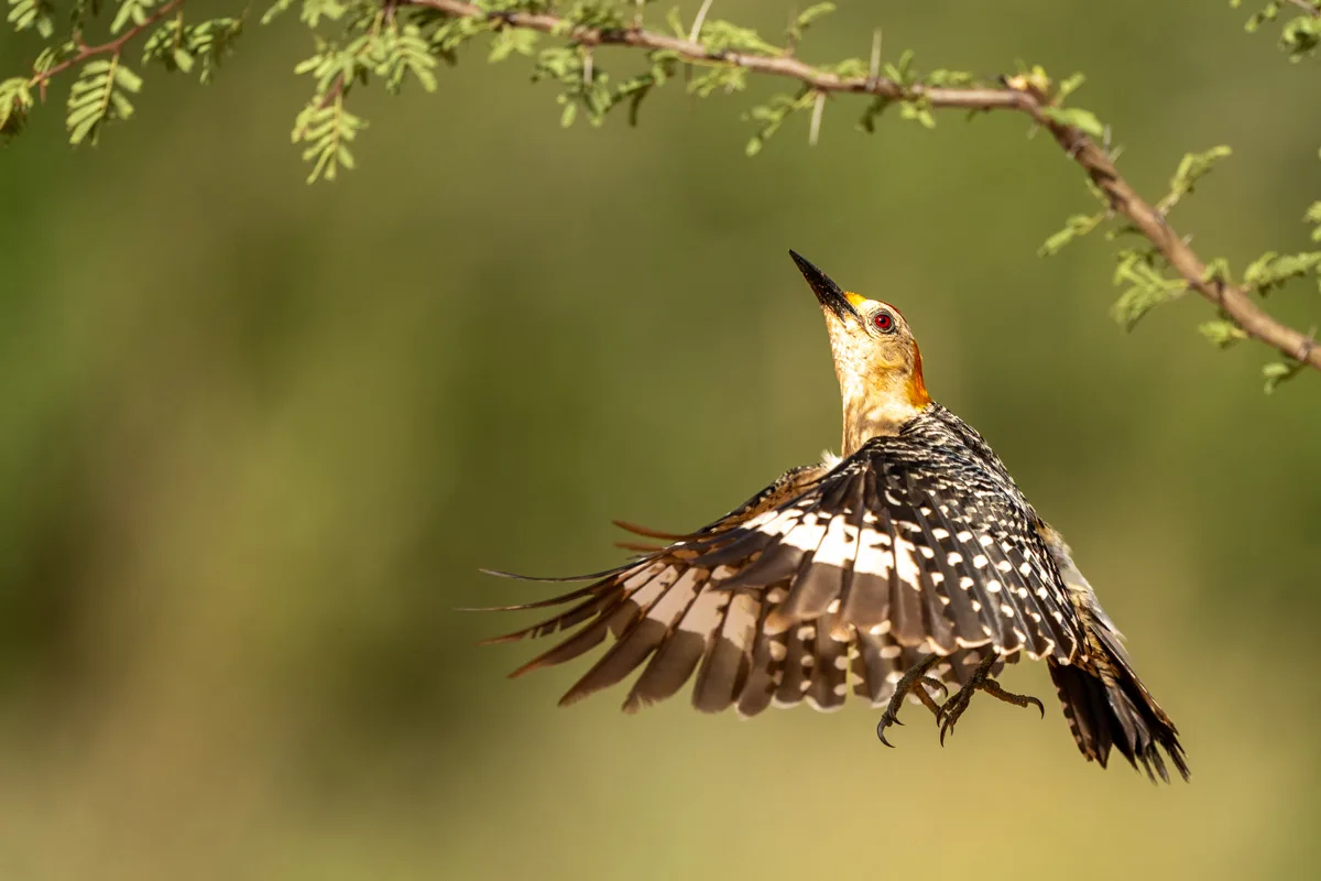 Roadrunner i profil vid vattenkant