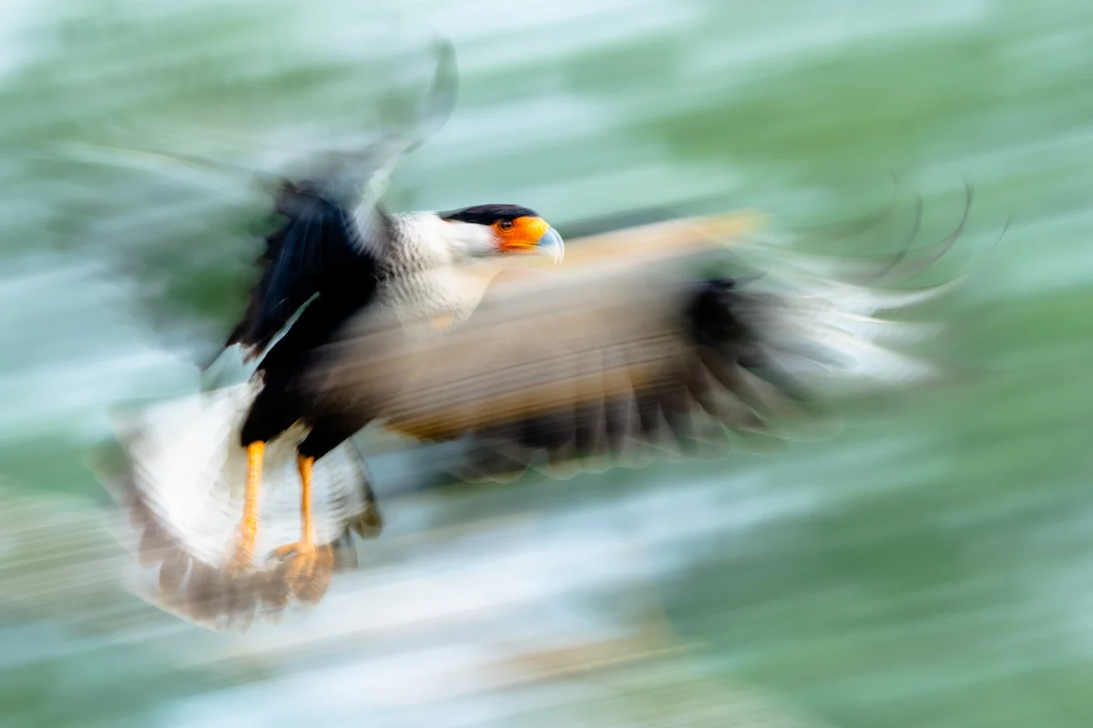 Crested caracara i kreativ rörelseoskärpa