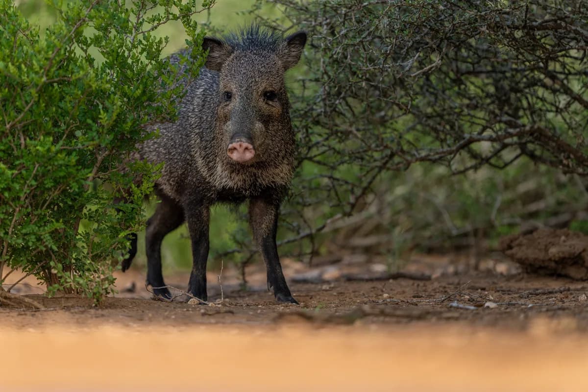 Javelina i taggbuskprärie