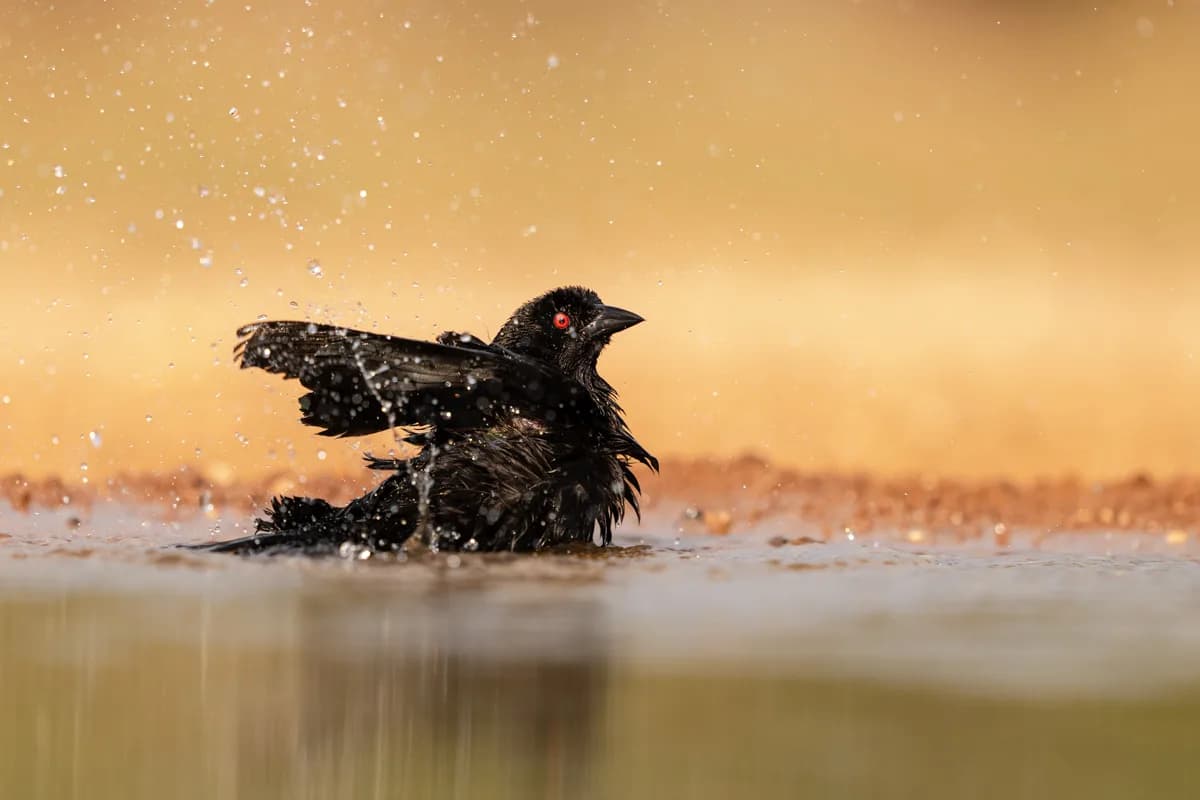 Roadrunner i springande rörelse över sand