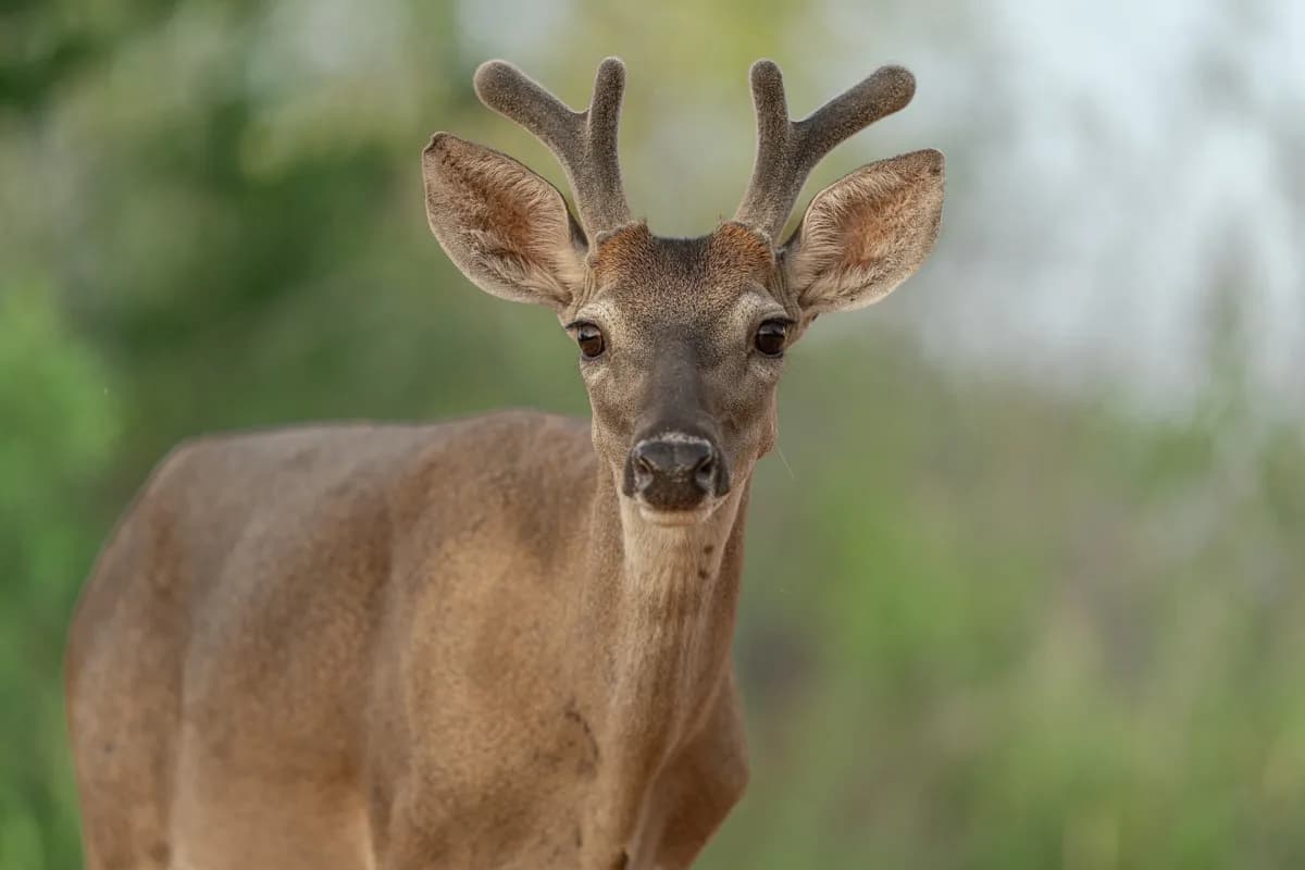 White-tailed deer porträtt i busklandskap