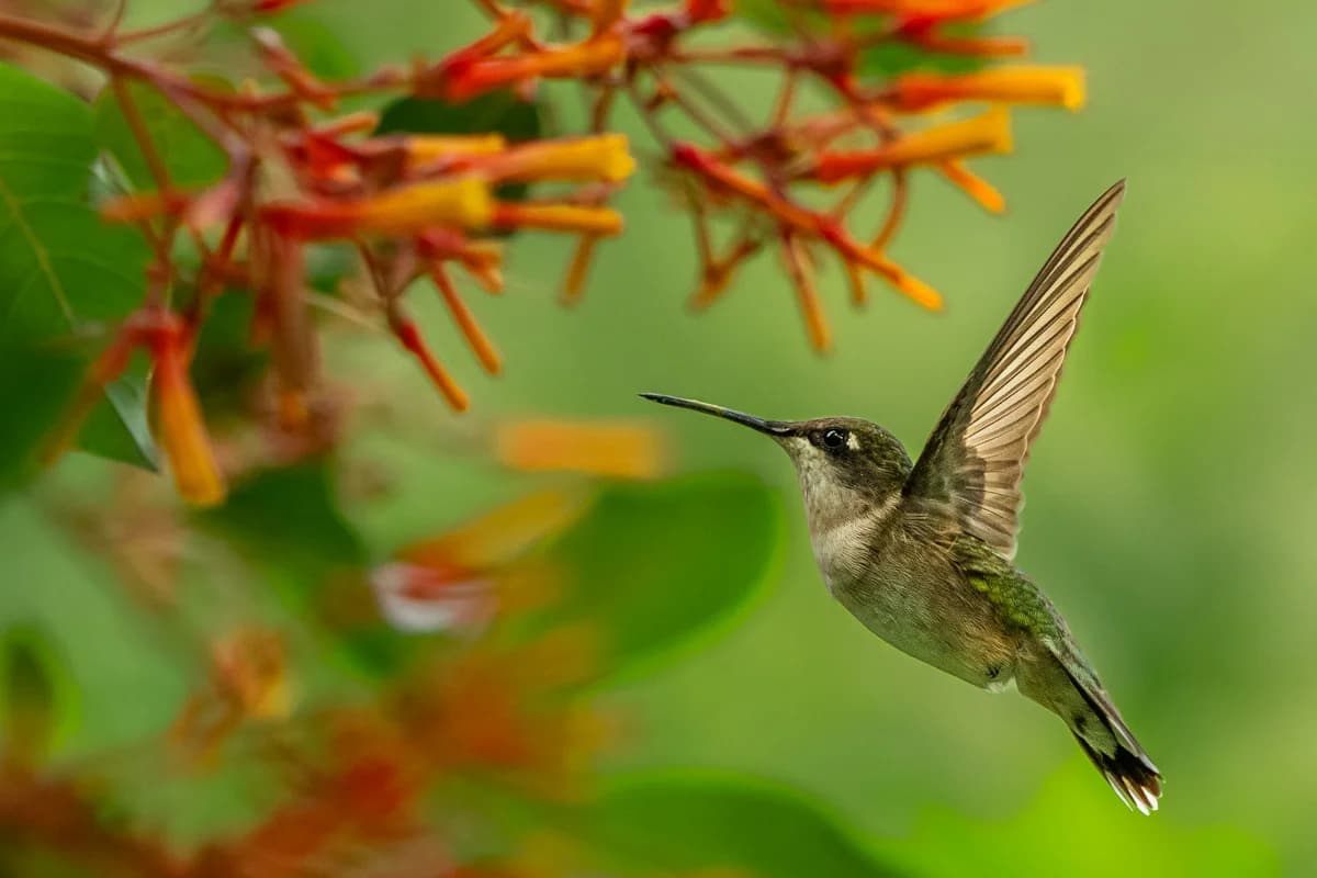 Kolibri vid färgstarka blommor i södra Texas