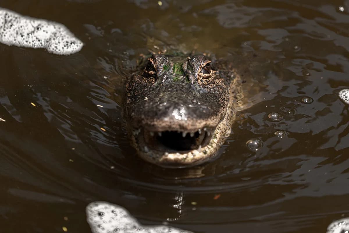 Alligator i nära vattenporträtt