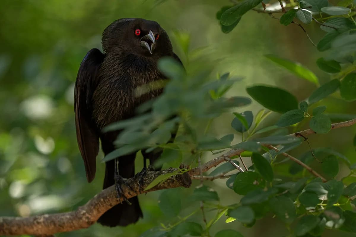 Blackbird i morgonljus över vatten