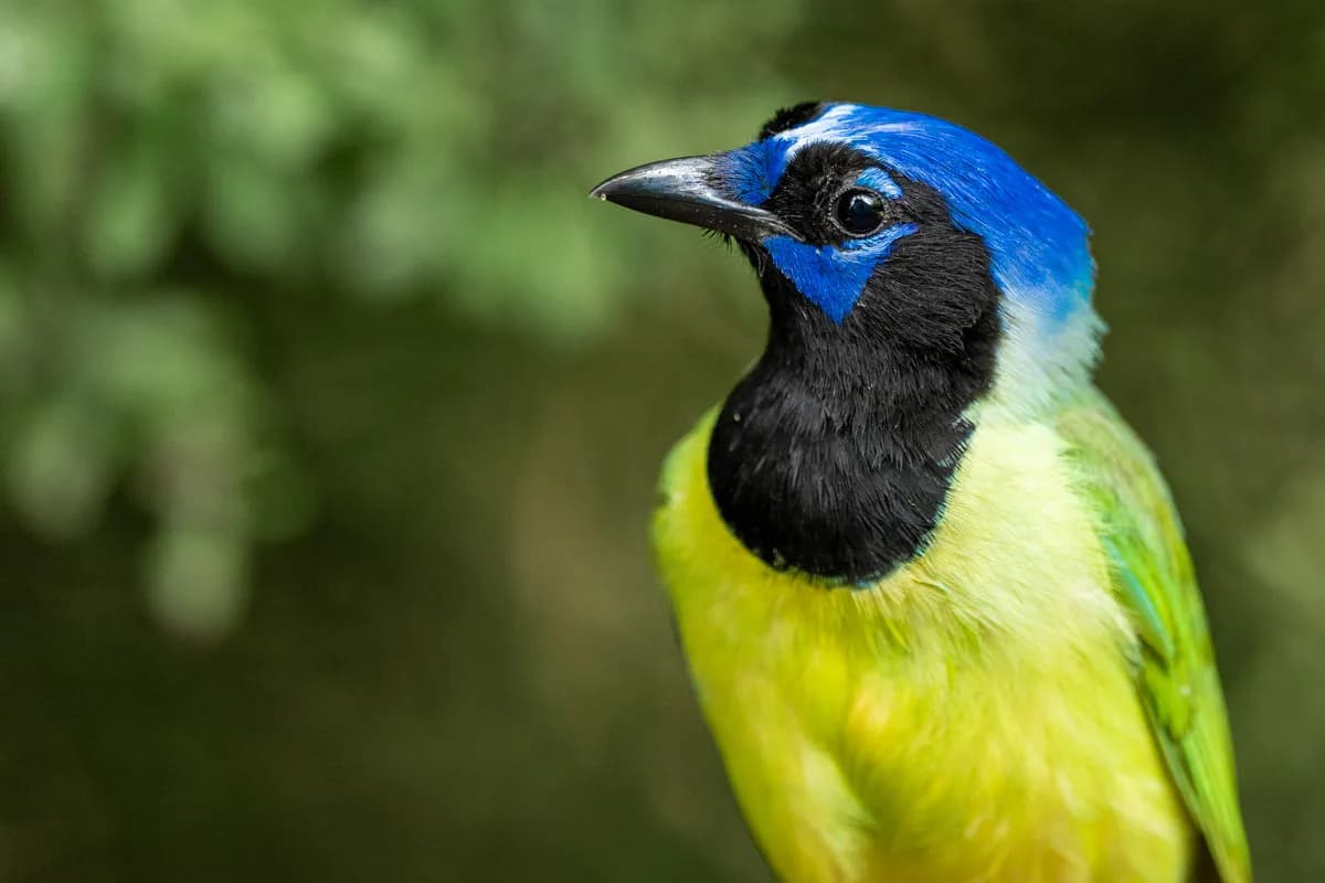 Green jay i nära porträtt