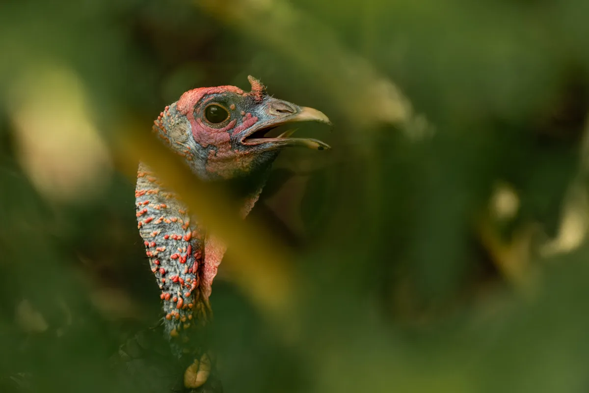 Ocelated turkey i tät vegetation