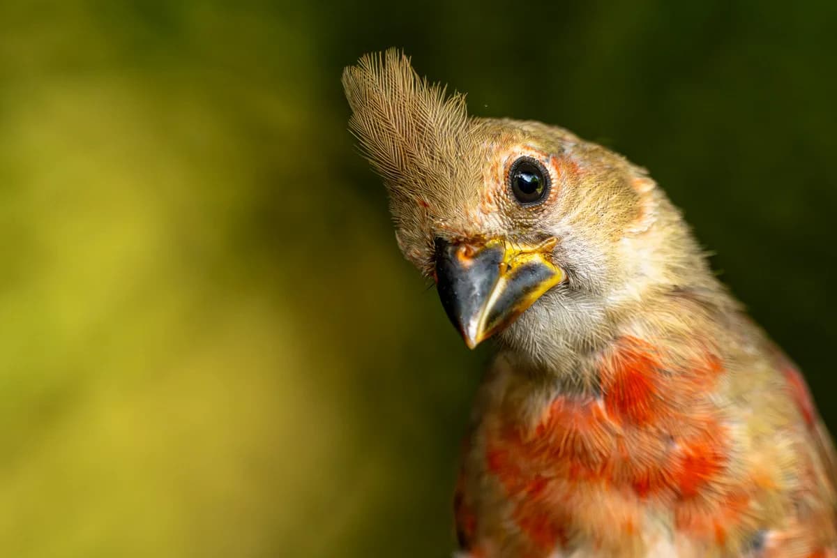 Painted bunting i färgstarkt porträtt