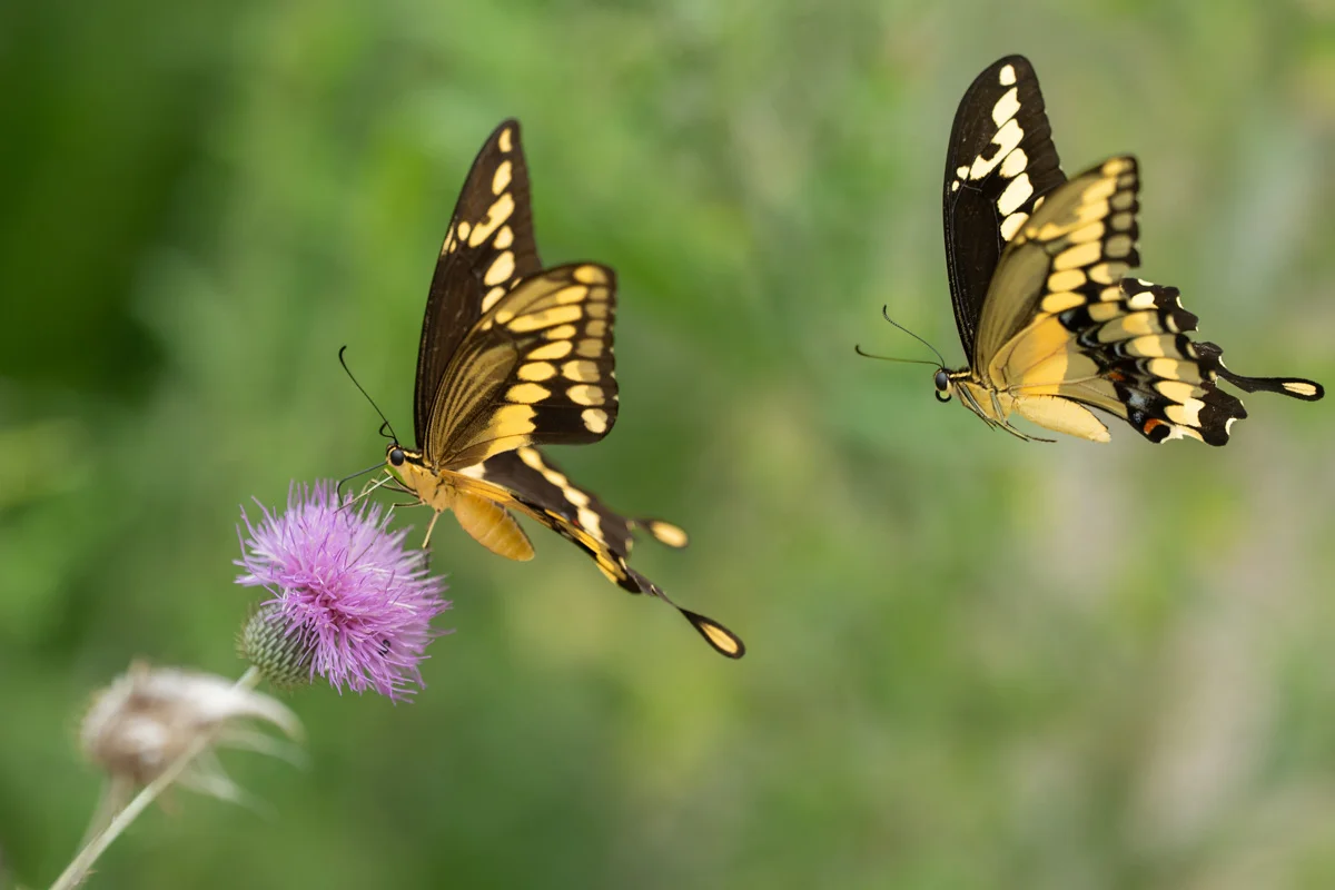Två swallowtailfjärilar vid en blomma