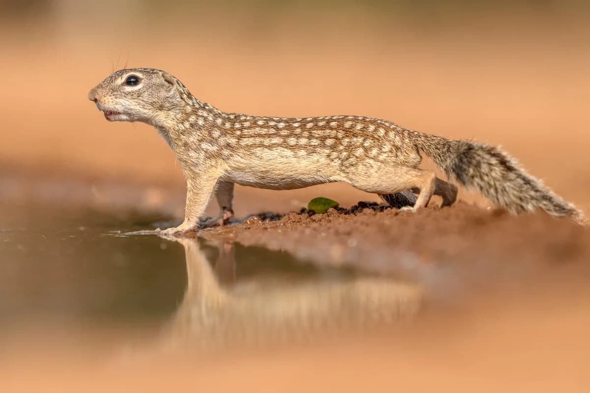 Armadillo i nära porträtt