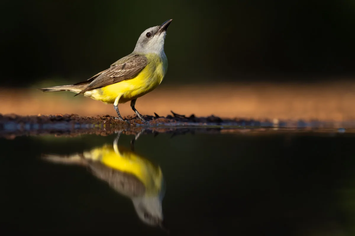 Kingbird i reflektion över vatten