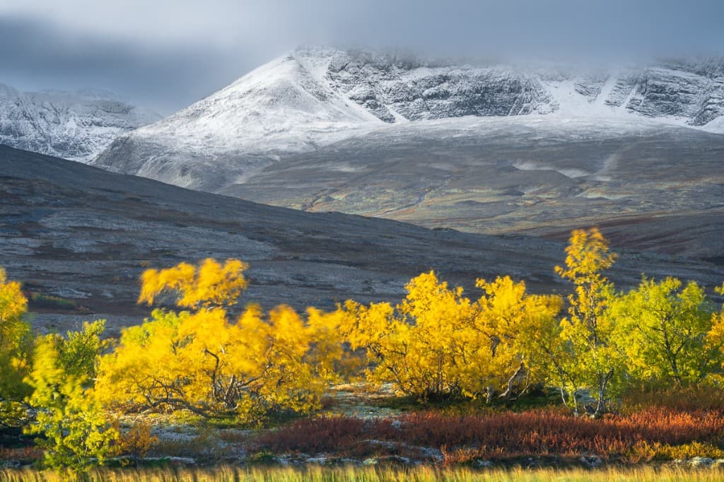 Guldfärgad fjällbjörk mot snöklädda fjäll i Rondane
