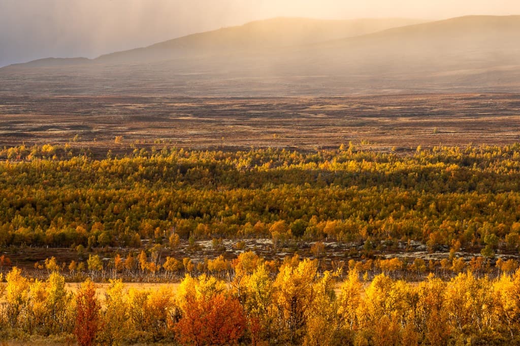 Höstfärgat fjällandskap i gyllene ljus, Rondane