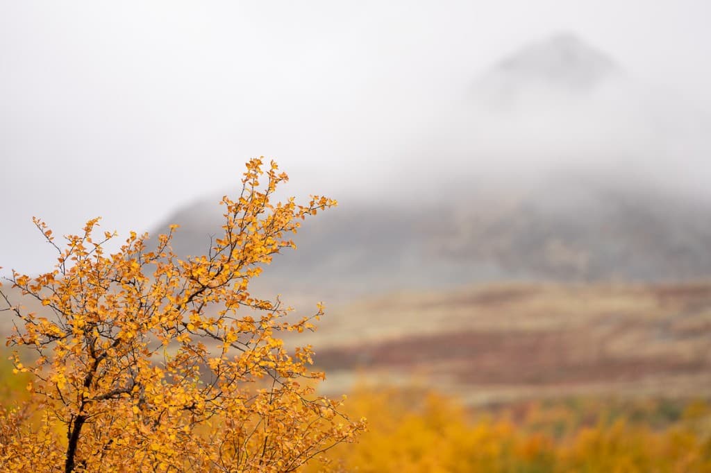 Höstbjörk i förgrunden med dimmigt berg bakom — Rondane nationalpark
