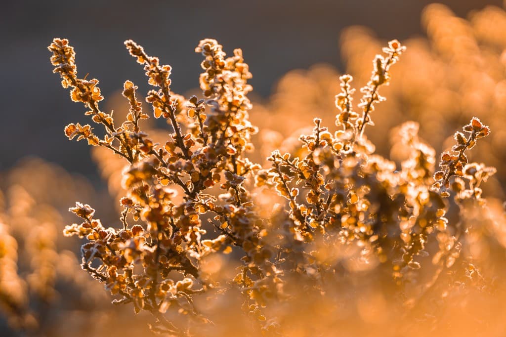 Frostiga kvistar i varmt morgonljus — Rondane nationalpark