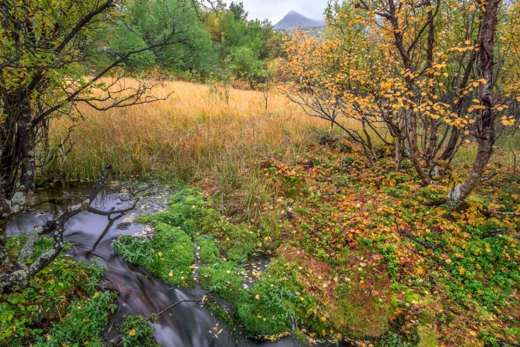 Porlande bäck genom höstlandskap med fjällbjörkar — Rondane nationalpark