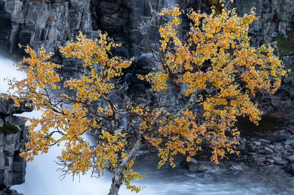 Höstfärgad fjällbjörk framför vattenfall — Rondane nationalpark