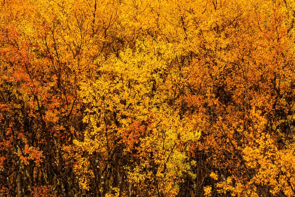 Eld av höstfärger i tät fjällbjörksskog — Rondane nationalpark