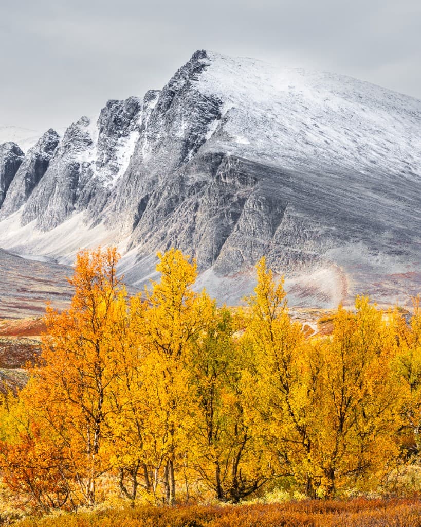 Höstgula fjällbjörkar mot snötäckt bergsmassiv — Rondane nationalpark