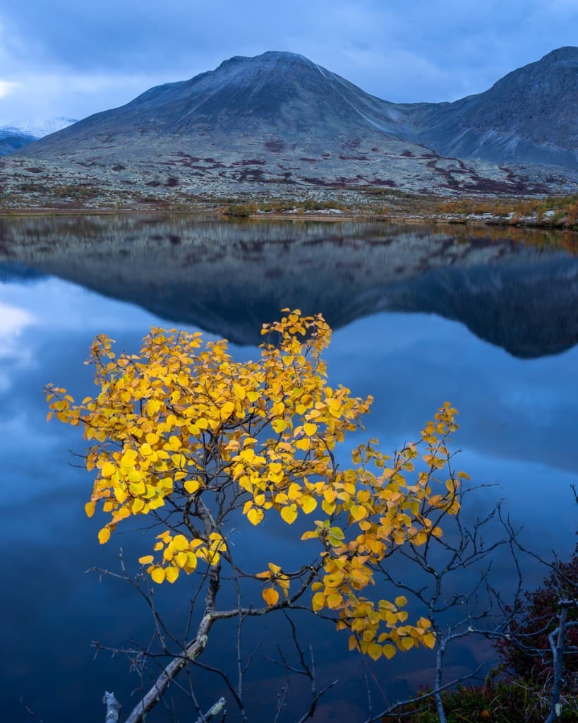 Gul höstbjörk med spegling i stilla bergssjö — Rondane nationalpark
