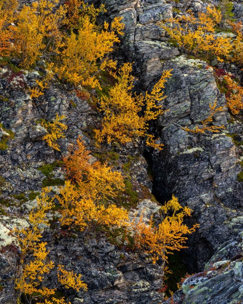 Höstfärgade fjällbjörkar i klippskreva — Rondane nationalpark