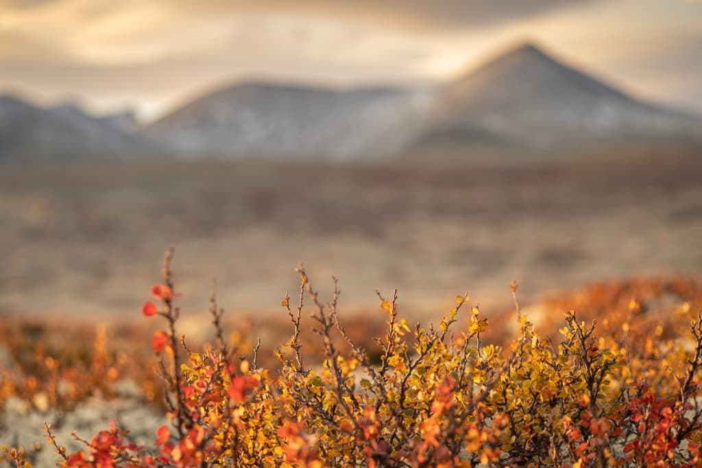 Höstvegetation i varmt morgonljus med berg i bakgrunden — Rondane nationalpark