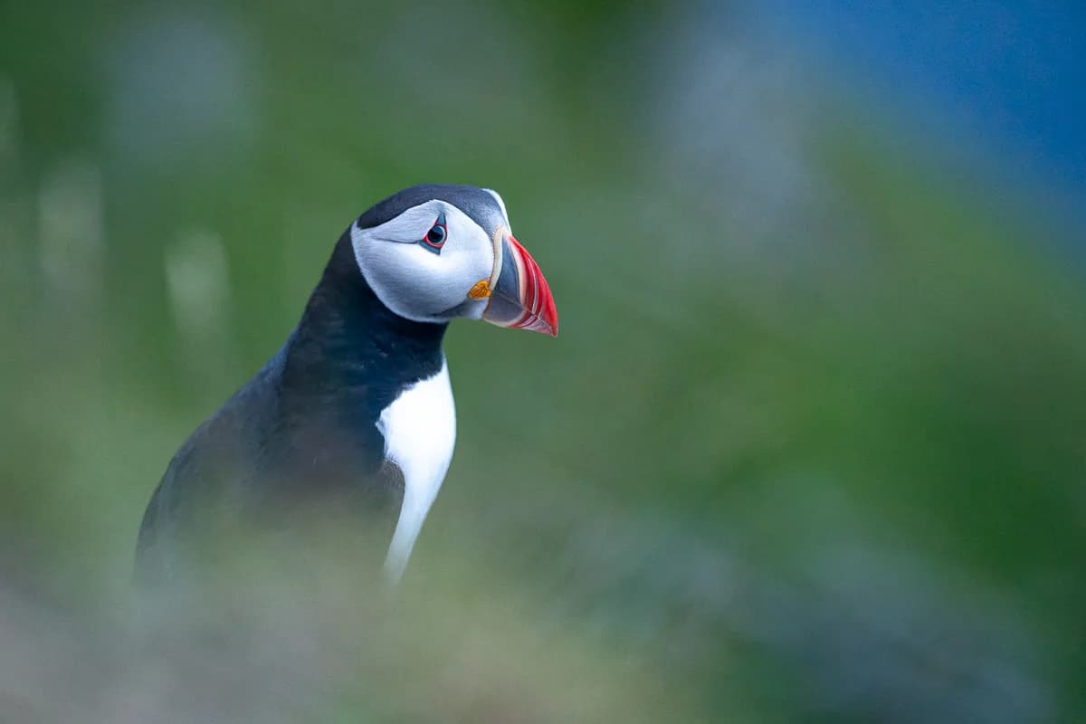 Sjöfåglar och kustlandskap på Runde
