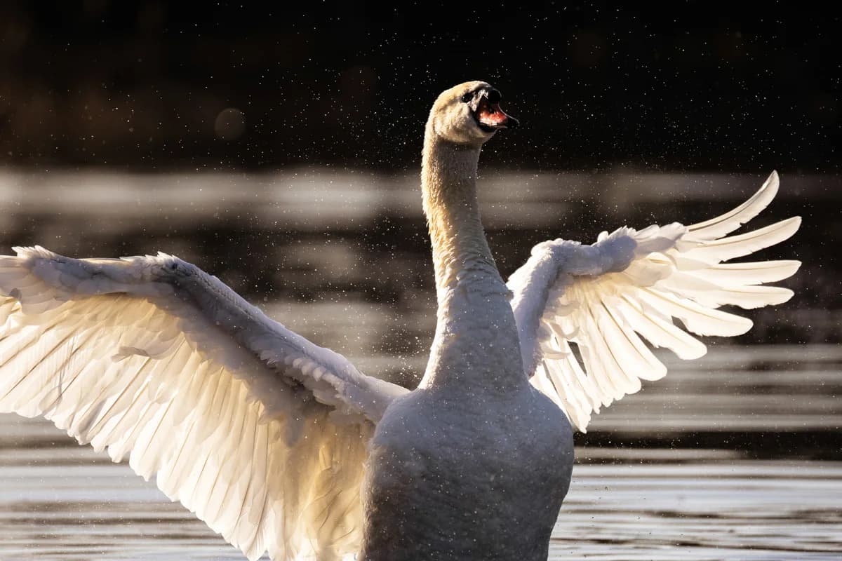Svan med utslagna vingar vid Rosenkällasjön