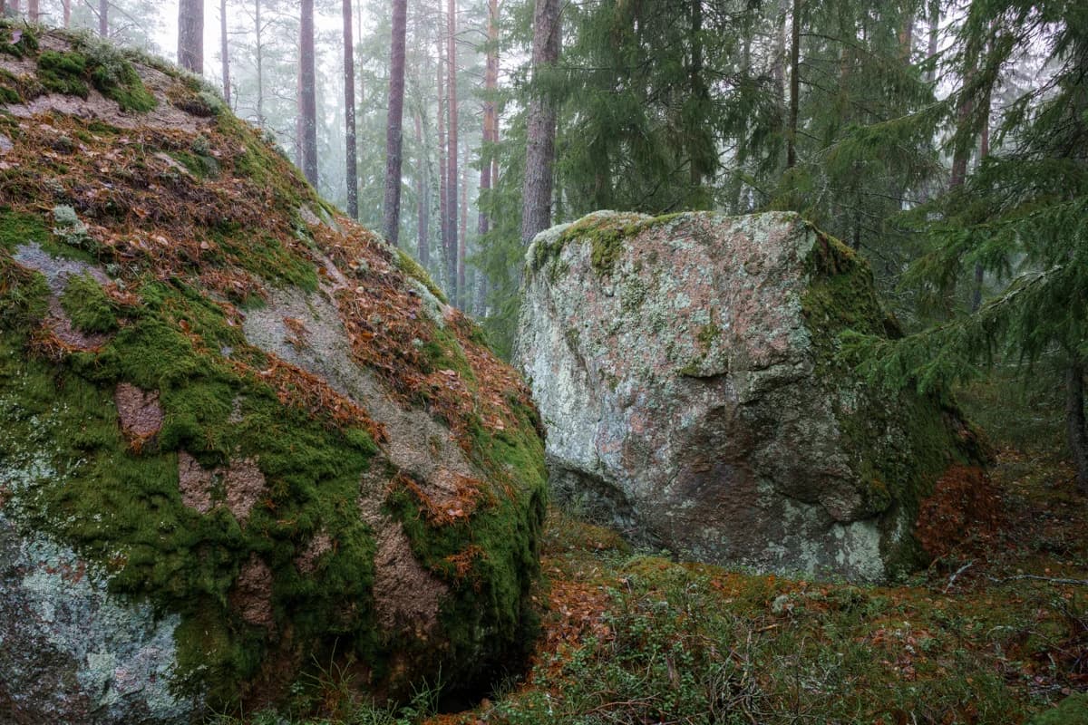 Mossklädda klippblock i Tivedens urskog