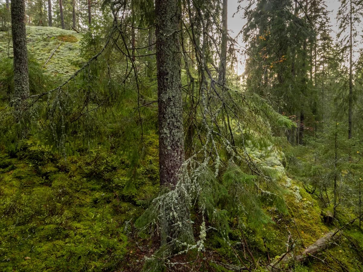Gammelskog med mossa och lavklädda grenar i Tiveden