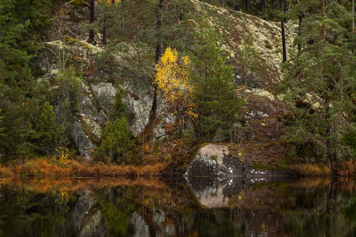 Höstfärgat skogslandskap speglat i vatten