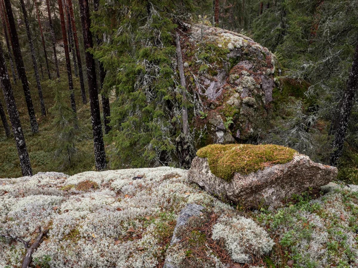 Klippblock täckta av lav och mossa i Tiveden