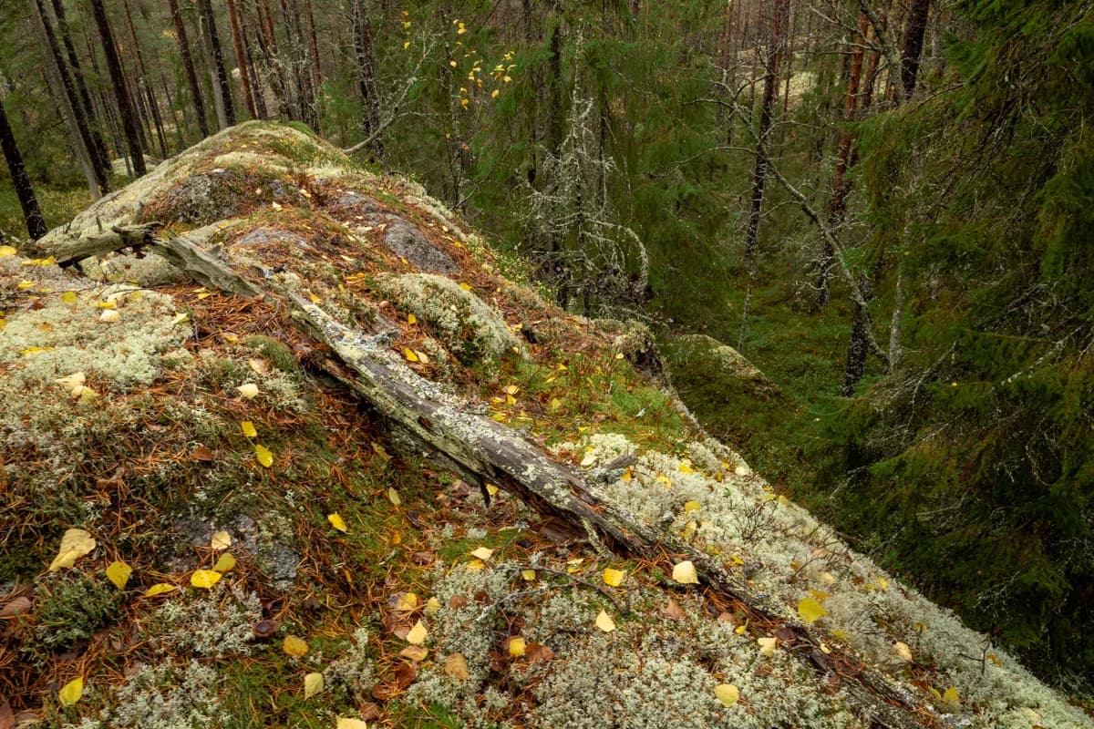 Lavmark med fallna höstlöv i Tivedens skog