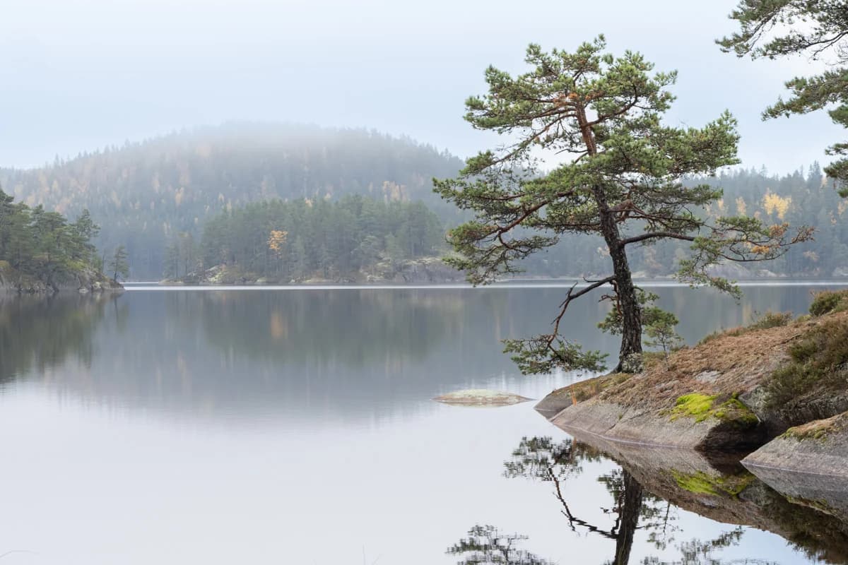 Tall och spegling vid en stilla skogssjö i Tiveden
