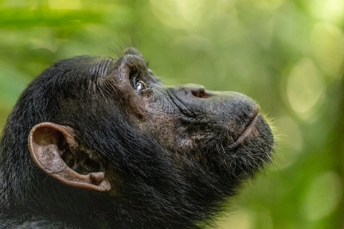 Uganda, sektion 1