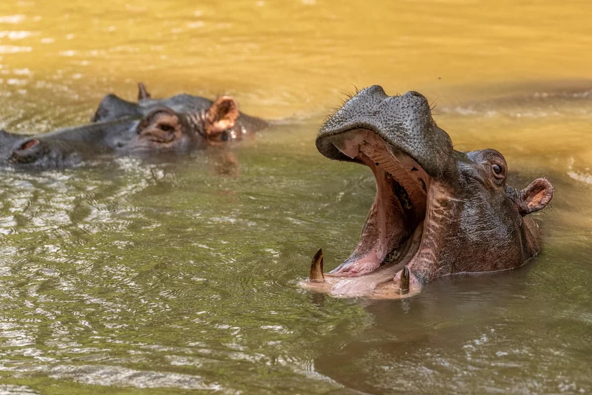 Uganda, sektion 1