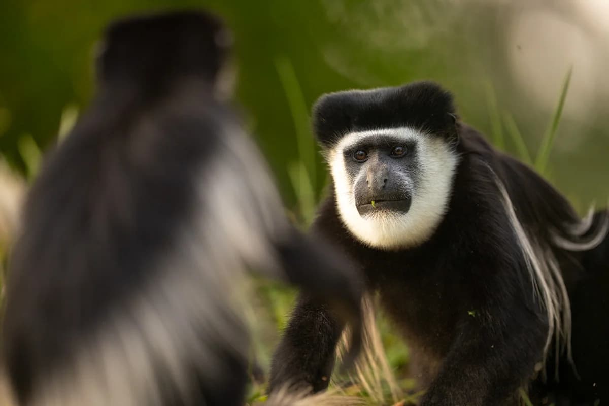 Uganda, sektion 1