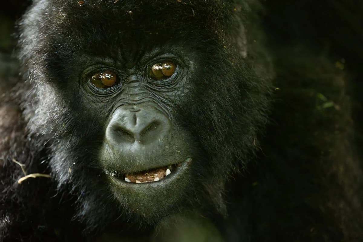 Uganda, sektion 1