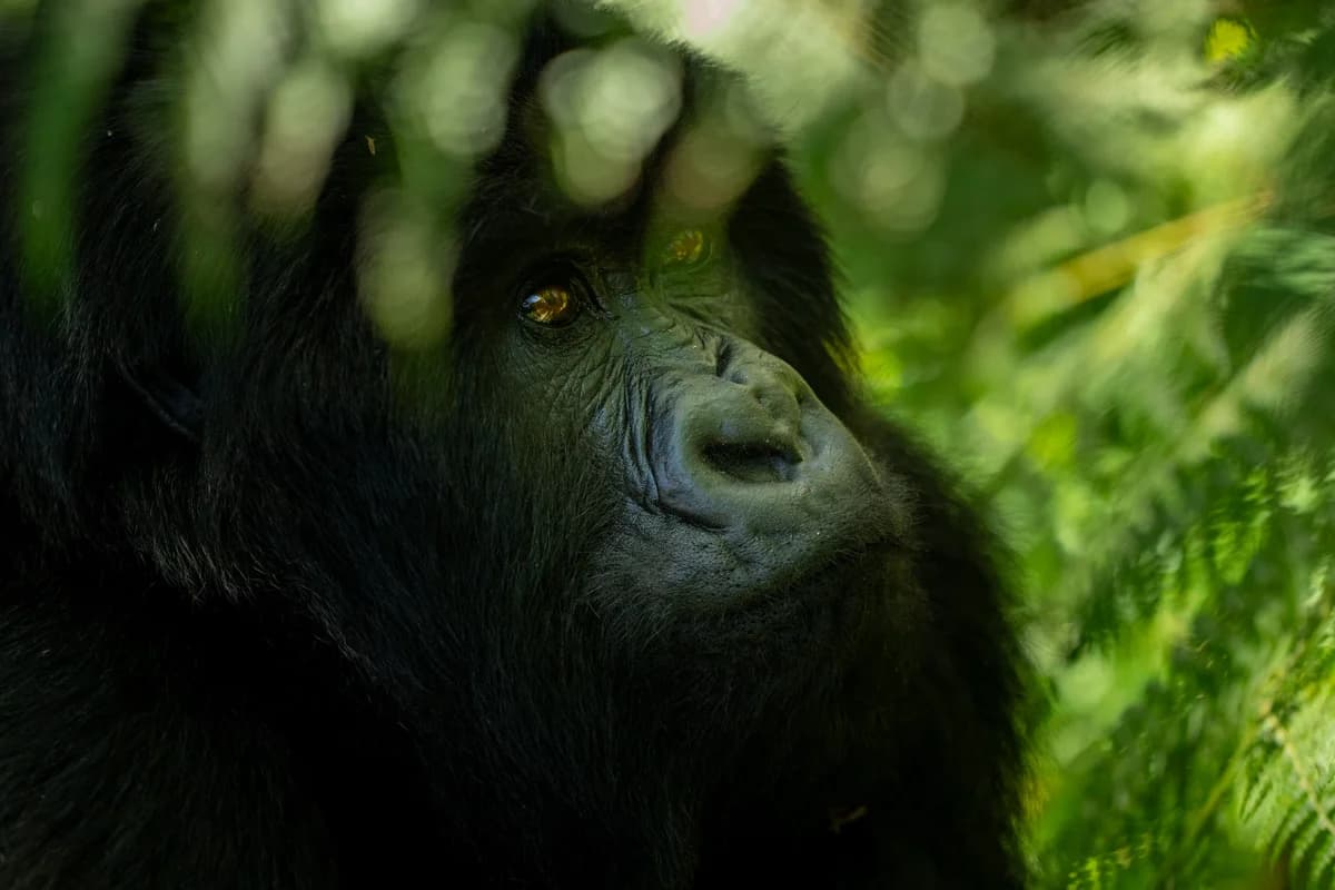 Bergsgorilla i Uganda