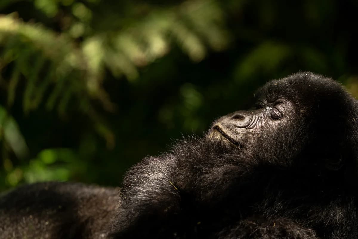 Bergsgorilla i Uganda