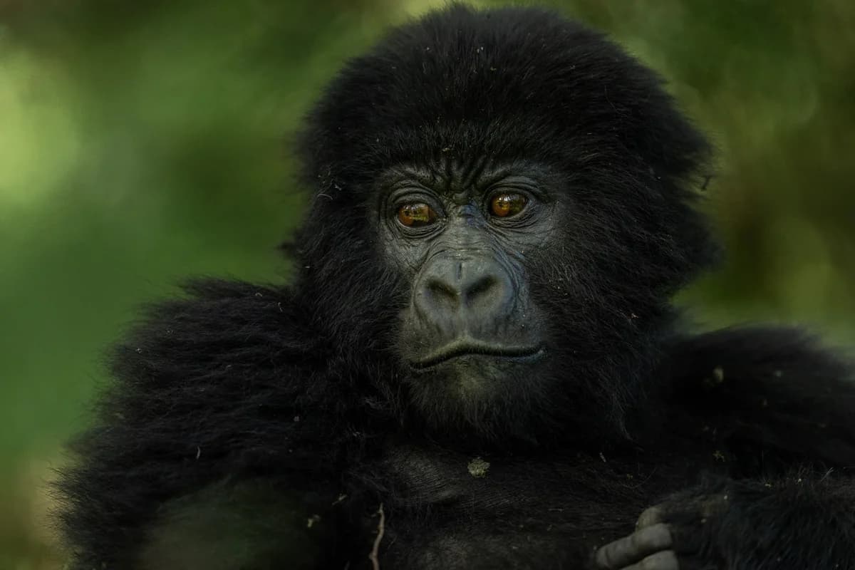 Bergsgorilla i Uganda
